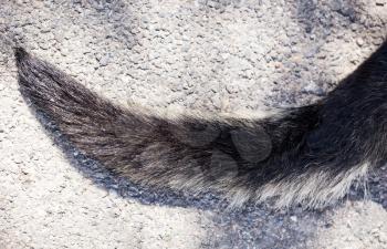 The dog's tail lies on the ground .