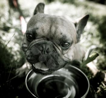 Dog drinking water from a bowl outdoors .
