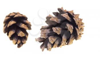 cone with coniferous tree on a white background .