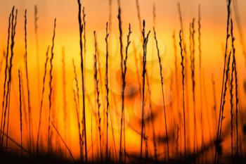 Silhouette of grass on a golden sunset .