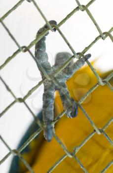 The parrot's paw in the cage in the zoo