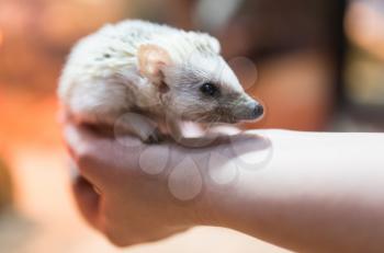 Hedgehog in his hand at the zoo