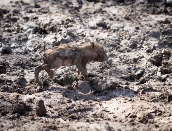 Little pig in the mud on the nature