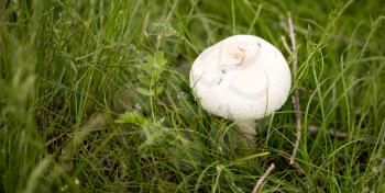 White mushroom on nature in the grass .
