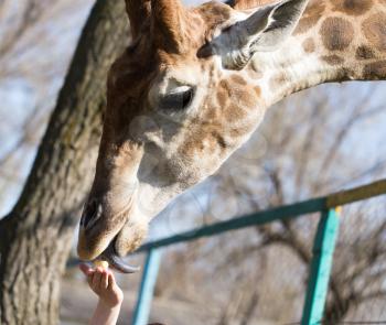 Giraffe is fed by people in the zoo .