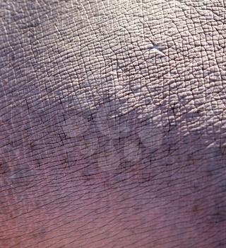 Rough hippo skin as background. Abstract texture