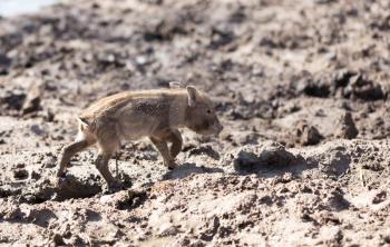 Little pig in the mud on the nature