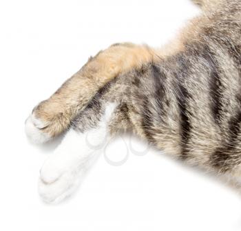 Paws of a cat on a white background .