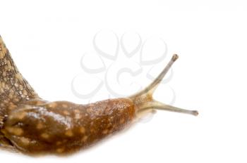Slug snail isolated on white background. macro
