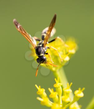 Wasp on yellow flower in nature. macro