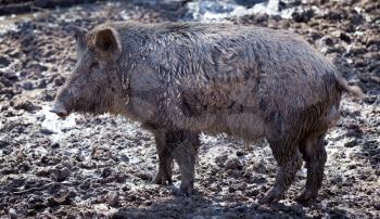 Big boar in the mud on the nature