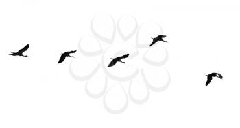 Flock of swans isolated on white background .