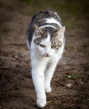 Cat walks on nature in the spring .
