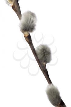 Fuzzy willow on branch isolated on white background .