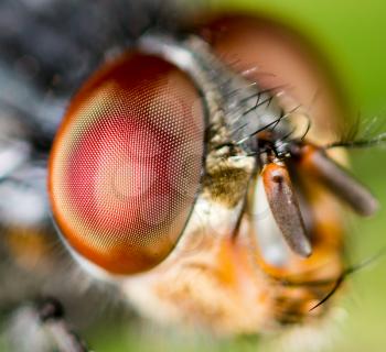 Portrait of a fly in nature. Super macro
