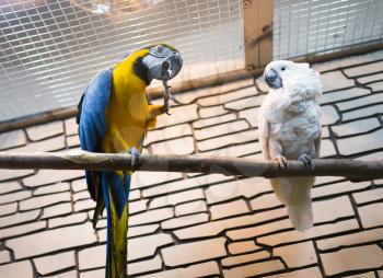 Two parrots sit on a branch in the zoo .