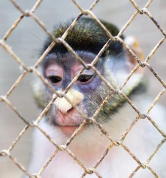 Monkey in a cage in a zoo .