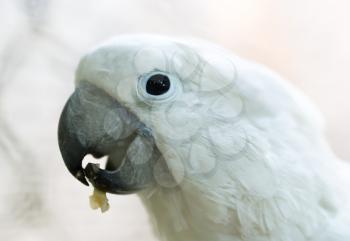Portrait of a white parrot in a zoo
