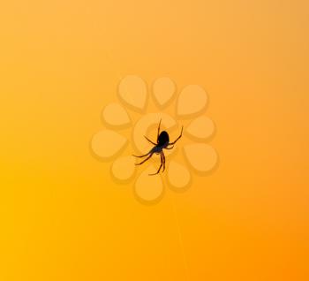 Spider on the background of a golden sunset .