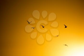 A flock of birds at sunset in nature .