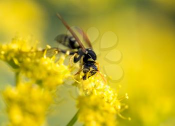 Wasp on yellow flower in nature. macro