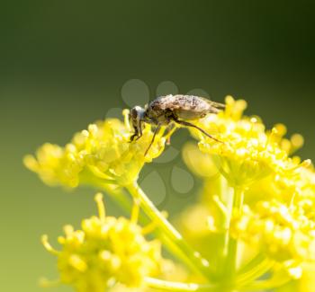 An insect on a yellow flower in nature. macro