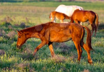 Horses are walking in the pasture at sunset .