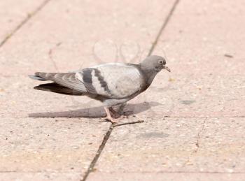 Dove jumping on the sidewalk in the city
