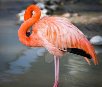 Pink flamingo on a pond in nature .