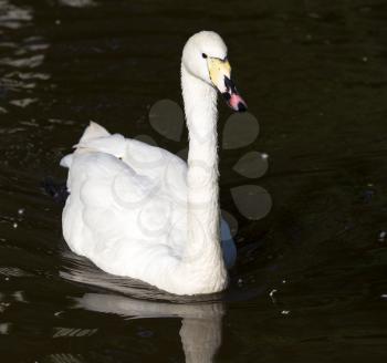 White swan on a pond in the park .