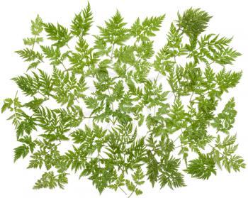 Royalty Free Photo of Green Herbs
