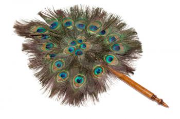 Royalty Free Photo of Peacock Feather