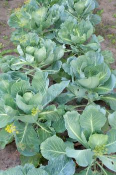 Royalty Free Photo of Cabbage in a Garden