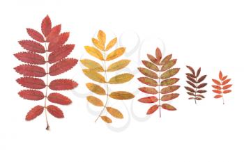 Royalty Free Photo of a Bunch of Leaves
