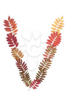 Royalty Free Photo of a Letter Made From Leaves