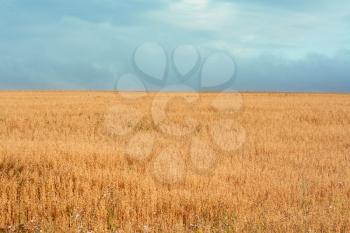 Royalty Free Photo of a Field