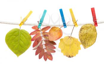 Royalty Free Photo of Leaves on a Clothesline