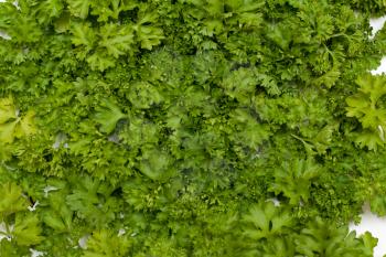 Royalty Free Photo of a Bunch of Parsley