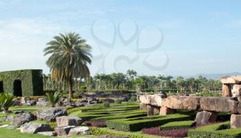 Royalty Free Photo of a Bunch of Palm Trees in a Garden