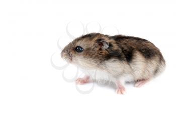 Royalty Free Photo of a Hamster