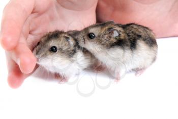 Royalty Free Photo of a Person With Hamsters