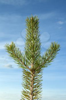 Royalty Free Photo of a Pine Branch