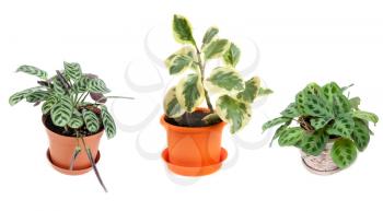 Royalty Free Photo of Potted Plants