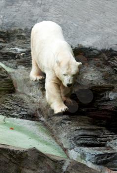 Royalty Free Photo of a Polar Bear at a Zoo