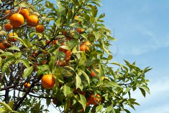 Royalty Free Photo of a Fruit Tree