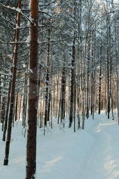Royalty Free Photo of a Winter Forest