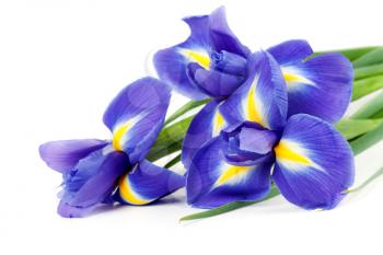 Royalty Free Photo of a Bouquet of Irises 