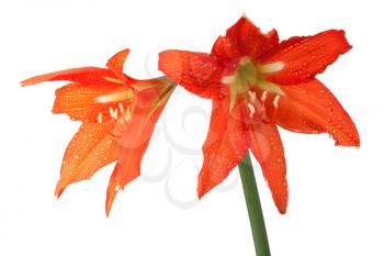 Royalty Free Photo of Lilies 