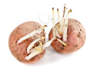 Royalty Free Photo of Potatoes With Sprouts