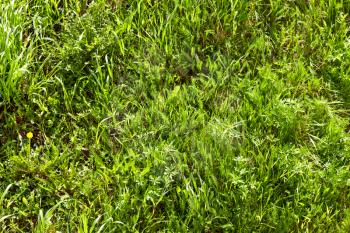 Royalty Free Photo of Green Grass